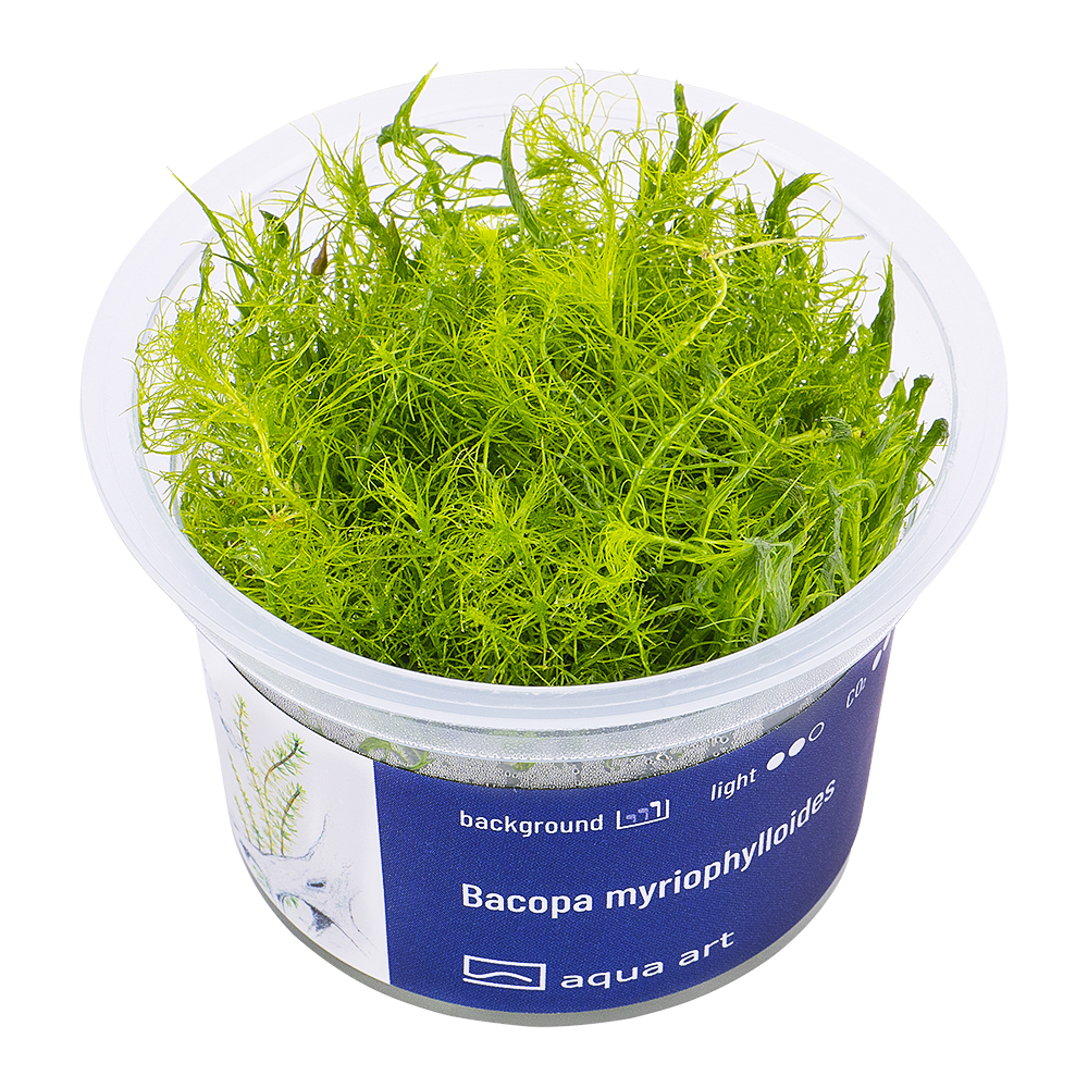 Biljka Bacopa myriophylloides in vitro